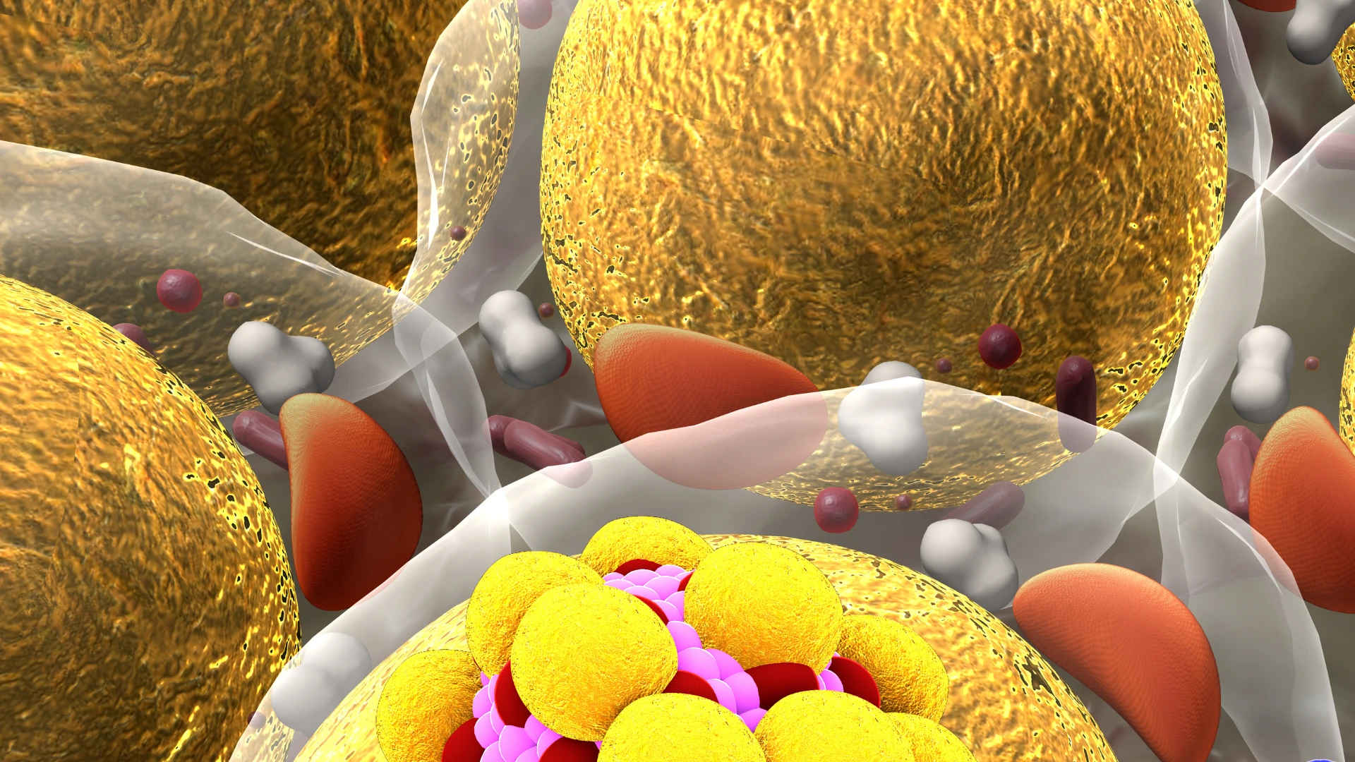 Differential Leukocyte Count